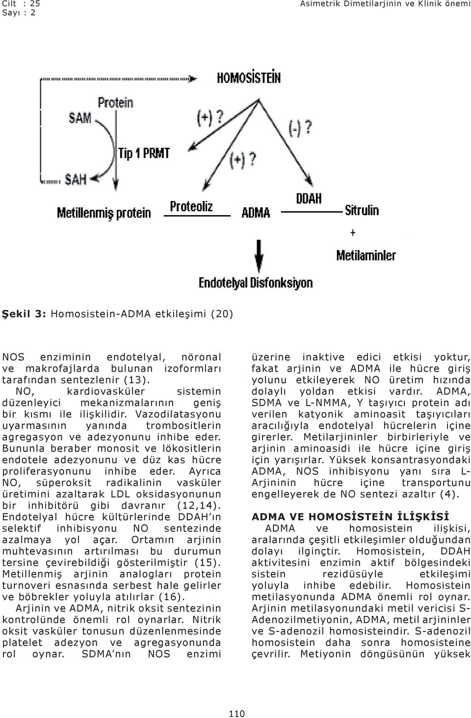 Bununla beraber monosit ve lökositlerin endotele adezyonunu ve düz kas hücre proliferasyonunu inhibe eder.