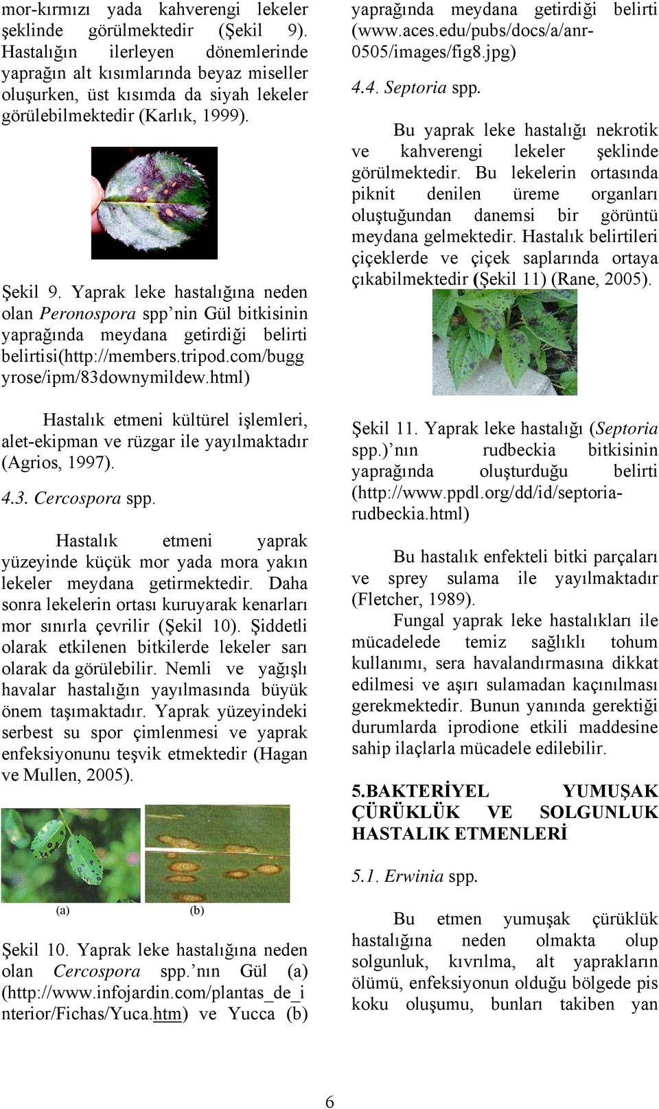 Yaprak leke hastalığına neden olan Peronospora spp nin Gül bitkisinin yaprağında meydana getirdiği belirti belirtisi(http://members.tripod.com/bugg yrose/ipm/83downymildew.