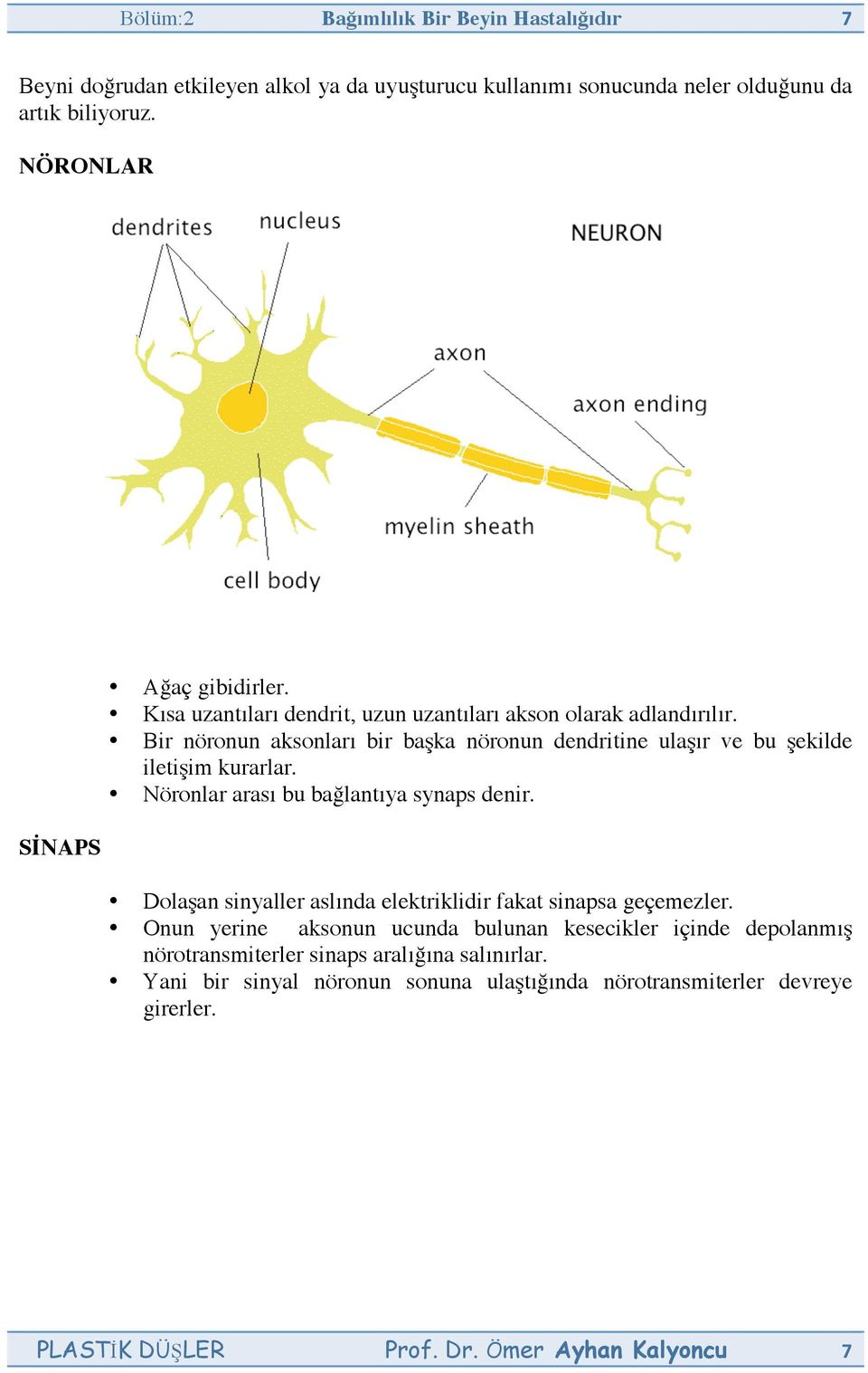 Bir nöronun aksonları bir başka nöronun dendritine ulaşır ve bu şekilde iletişim kurarlar. Nöronlar arası bu bağlantıya synaps denir.