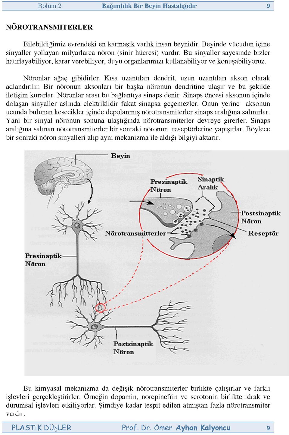 Bu sinyaller sayesinde bizler hatırlayabiliyor, karar verebiliyor, duyu organlarımızı kullanabiliyor ve konuşabiliyoruz. Nöronlar ağaç gibidirler.