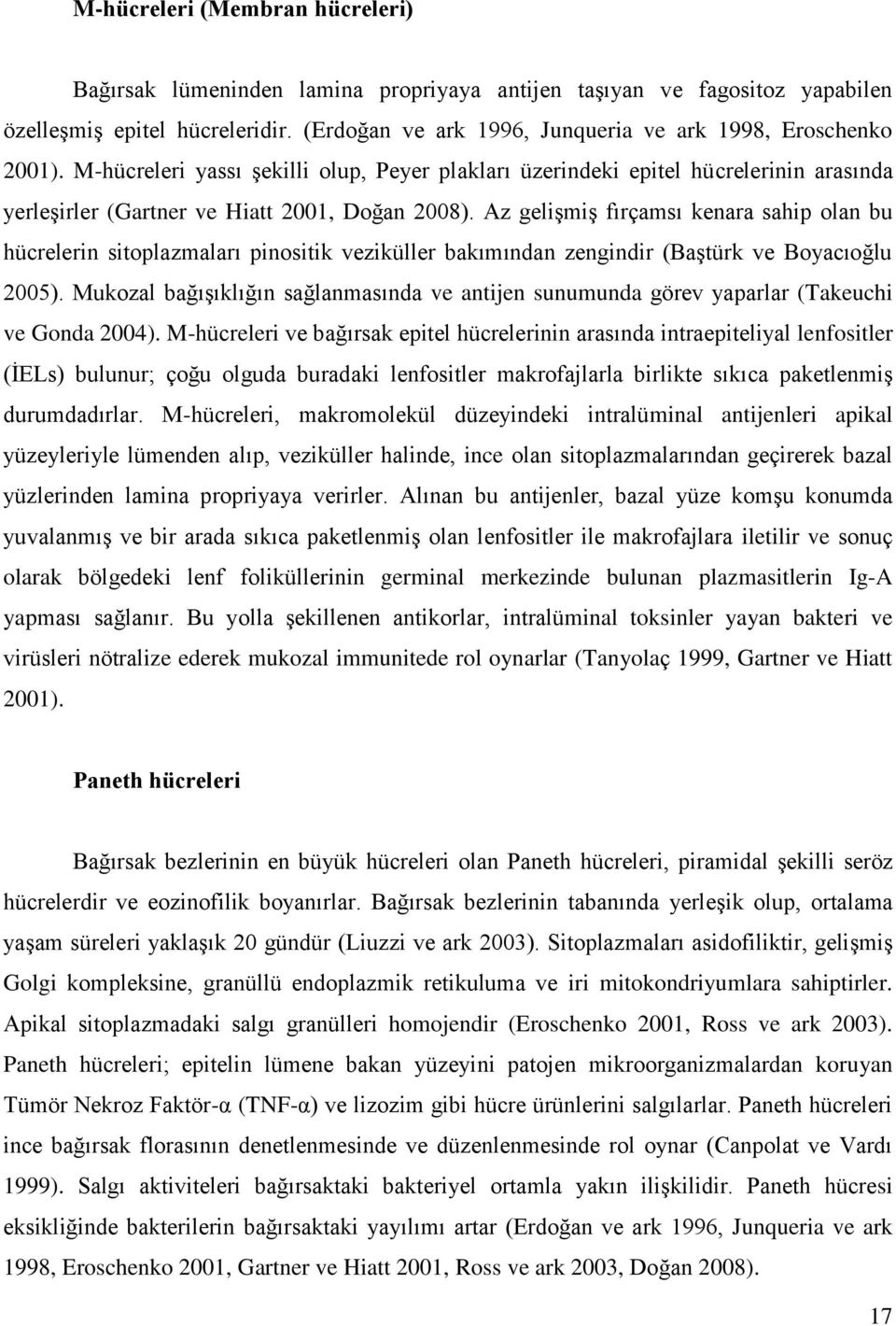 Az gelişmiş fırçamsı kenara sahip olan bu hücrelerin sitoplazmaları pinositik veziküller bakımından zengindir (Baştürk ve Boyacıoğlu 2005).