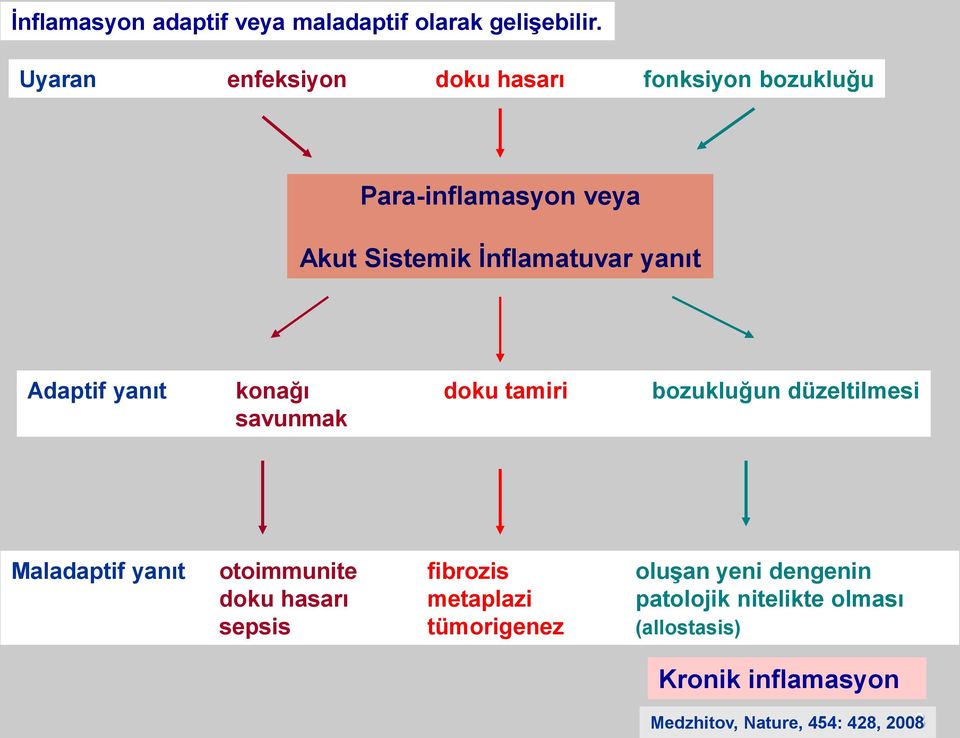 Adaptif yanıt konağı doku tamiri bozukluğun düzeltilmesi savunmak Maladaptif yanıt otoimmunite fibrozis