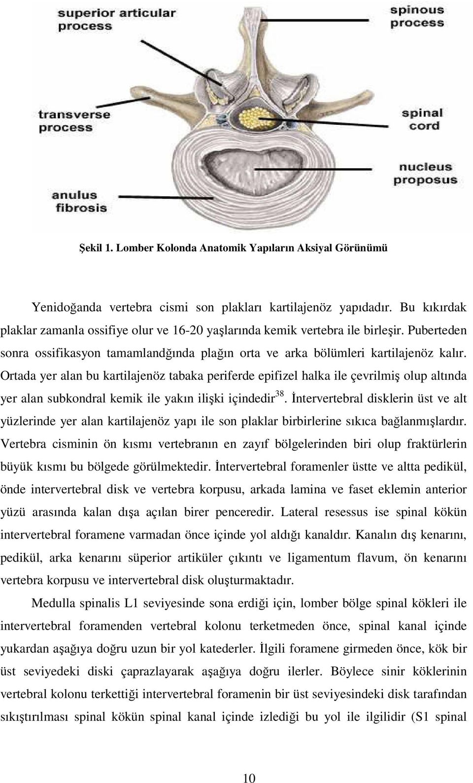 Ortada yer alan bu kartilajenöz tabaka periferde epifizel halka ile çevrilmiş olup altında yer alan subkondral kemik ile yakın ilişki içindedir 38.