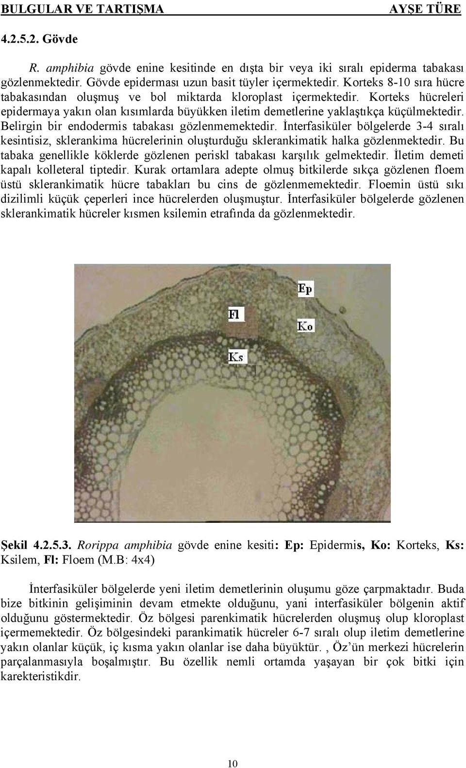 Belirgin bir endodermis tabakası gözlenmemektedir. İnterfasiküler bölgelerde 3-4 sıralı kesintisiz, sklerankima hücrelerinin oluşturduğu sklerankimatik halka gözlenmektedir.