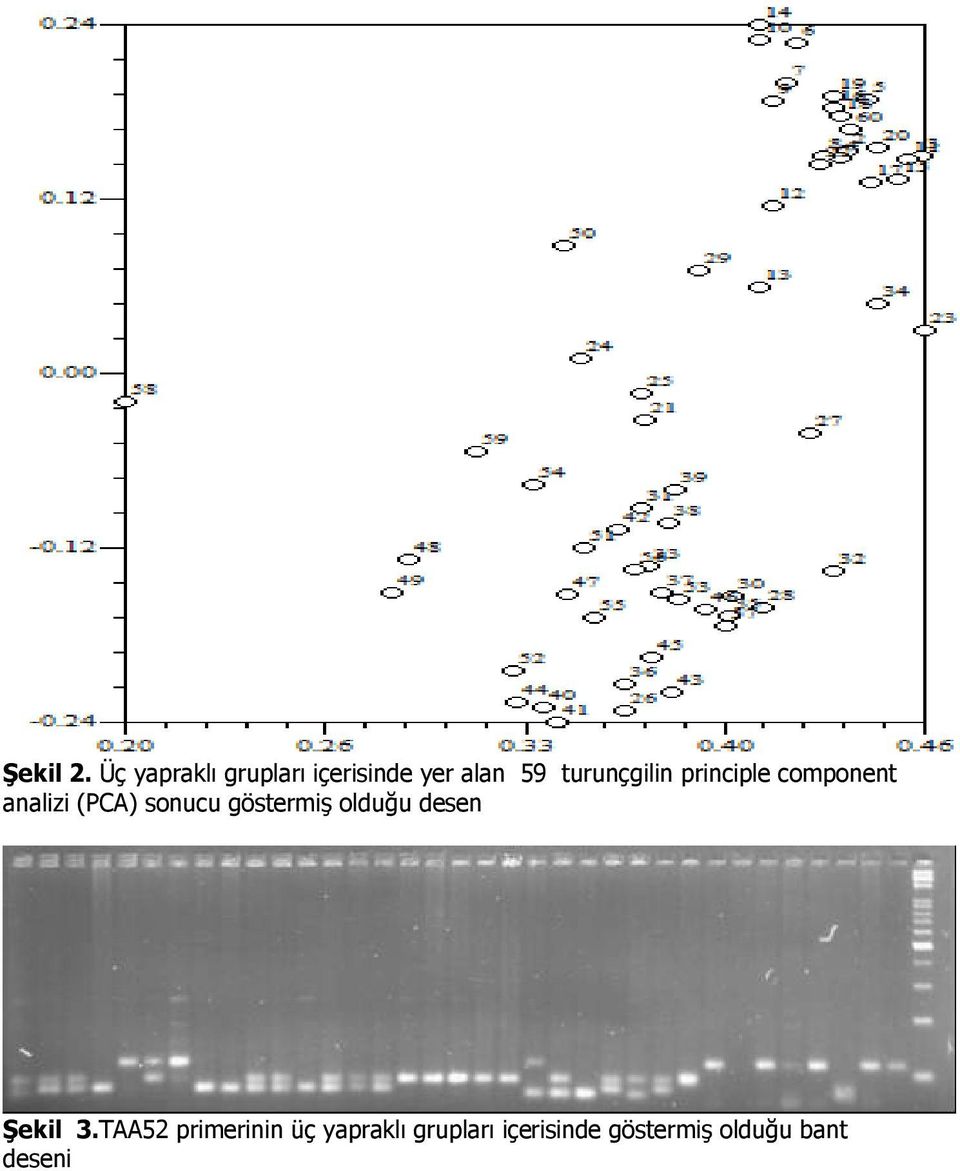 turunçgilin principle component analizi (PCA) sonucu