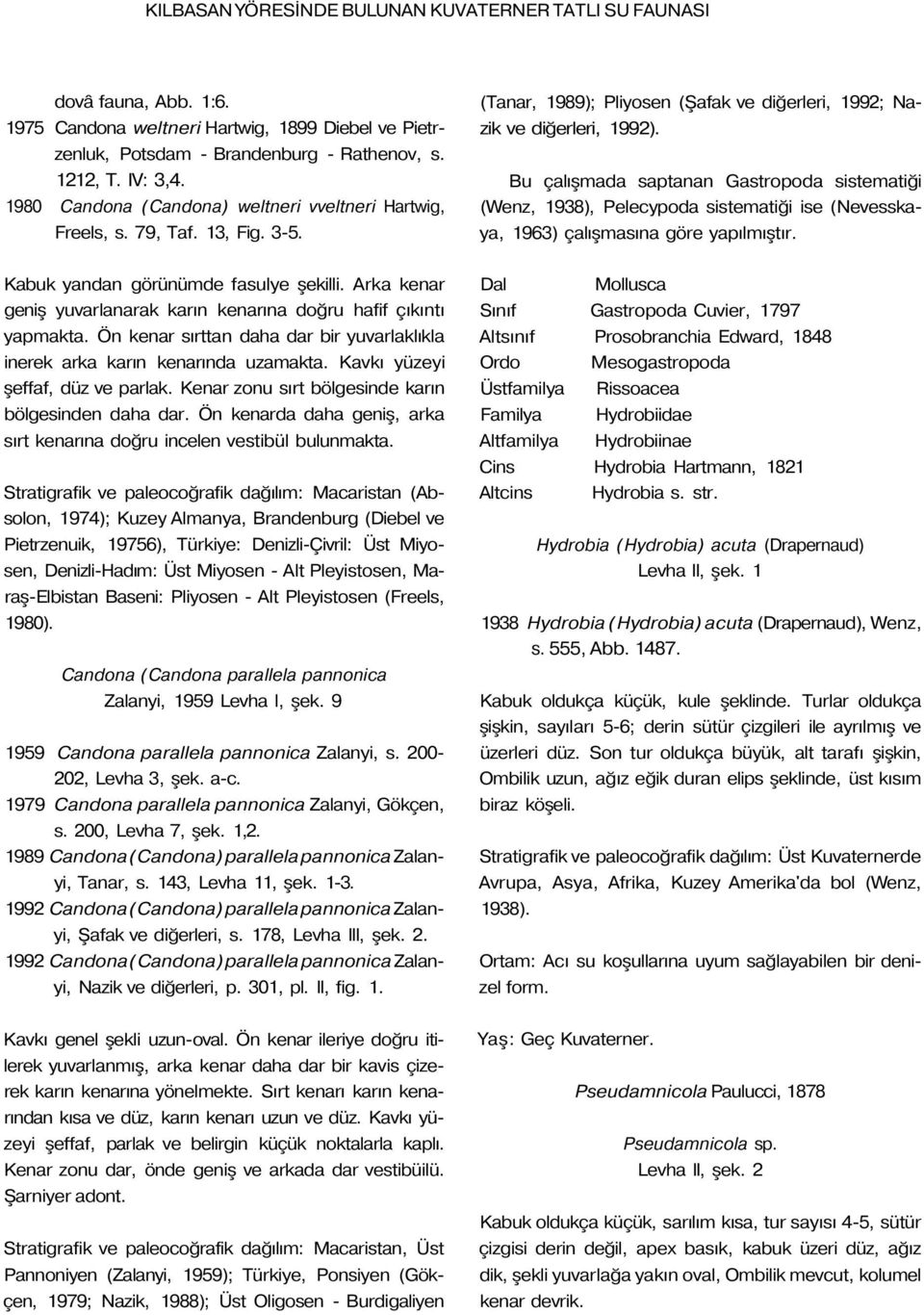 Bu çalışmada saptanan Gastropoda sistematiği (Wenz, 1938), Pelecypoda sistematiği ise (Nevesskaya, 1963) çalışmasına göre yapılmıştır. Kabuk yandan görünümde fasulye şekilli.