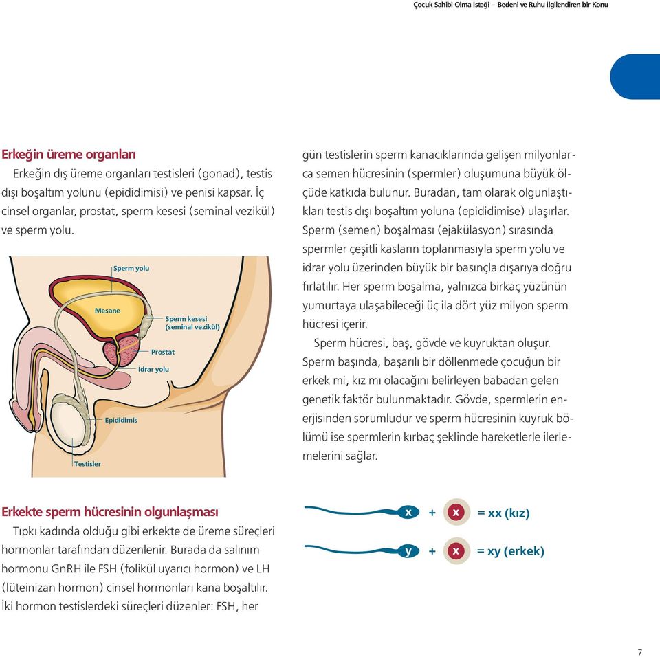 Testisler Mesane Sperm yolu Epididimis Prostat İdrar yolu Sperm kesesi (seminal vezikül) gün testislerin sperm kanacıklarında gelişen milyonlarca semen hücresinin (spermler) oluşumuna büyük ölçüde