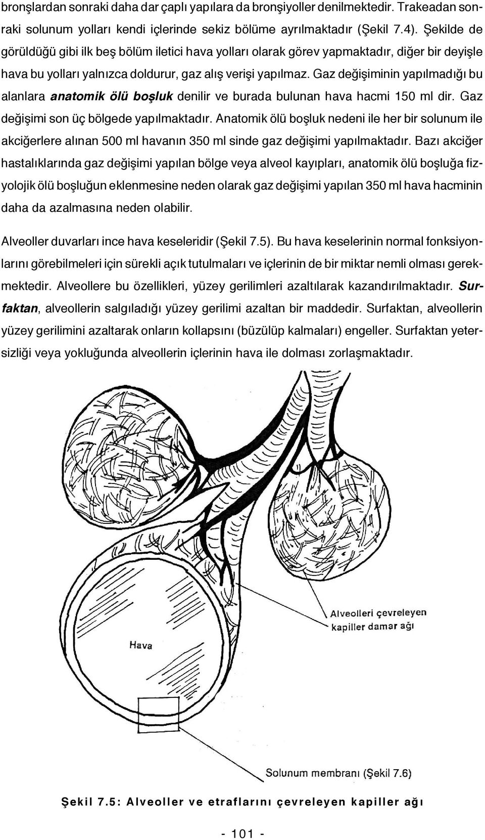 Gaz değişiminin yapılmadığı bu alanlara anatomik ölü boşluk denilir ve burada bulunan hava hacmi 150 ml dir. Gaz değişimi son üç bölgede yapılmaktadır.