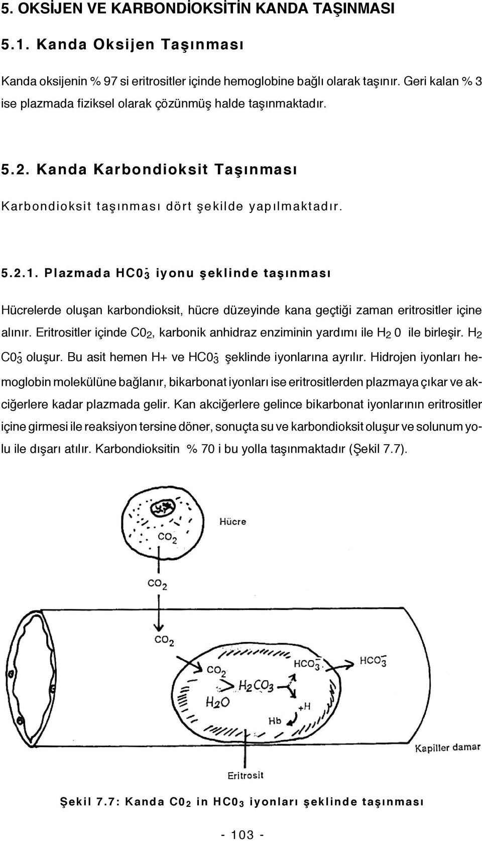 Plazmada HC0 3 iyonu şeklinde taşınması Hücrelerde oluşan karbondioksit, hücre düzeyinde kana geçtiği zaman eritrositler içine alınır.