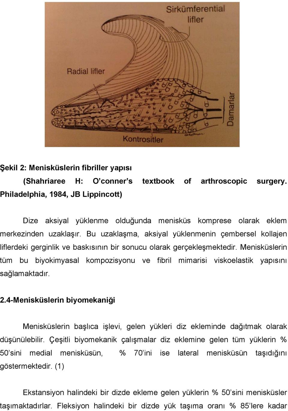 Bu uzaklaşma, aksiyal yüklenmenin çembersel kollajen liflerdeki gerginlik ve baskısının bir sonucu olarak gerçekleşmektedir.