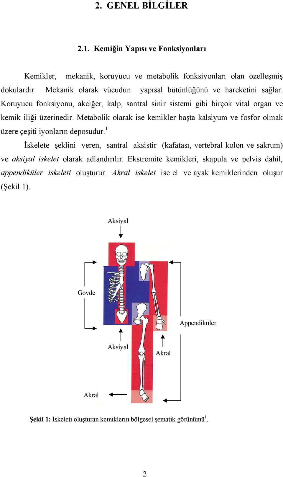 Metabolik olarak ise kemikler başta kalsiyum ve fosfor olmak üzere çeşiti iyonların deposudur.