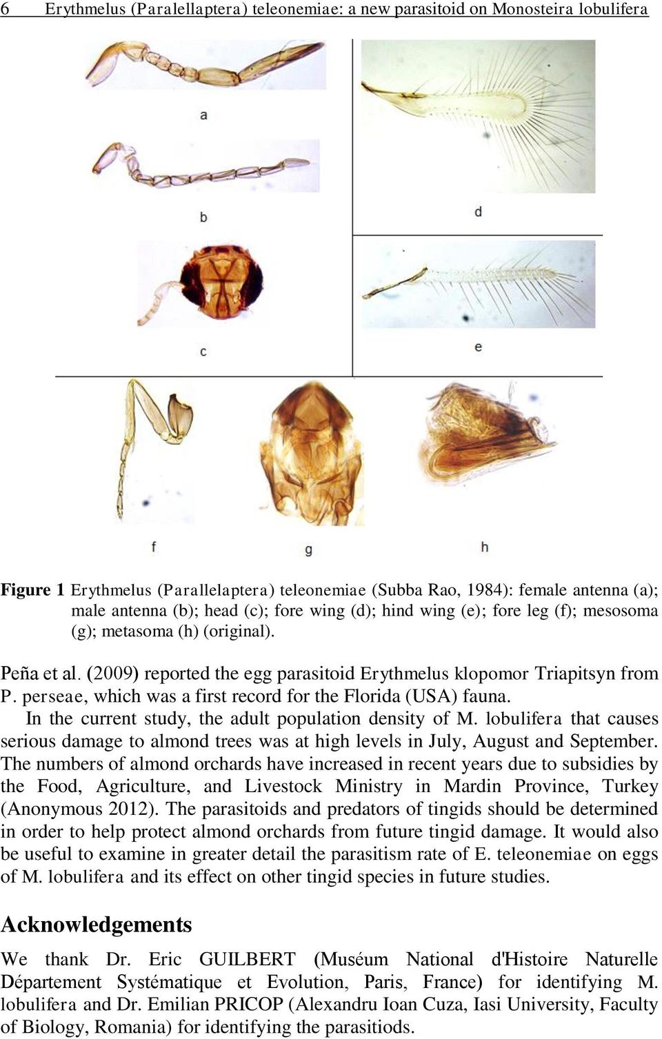 perseae, which was a first record for the Florida (USA) fauna. In the current study, the adult population density of M.