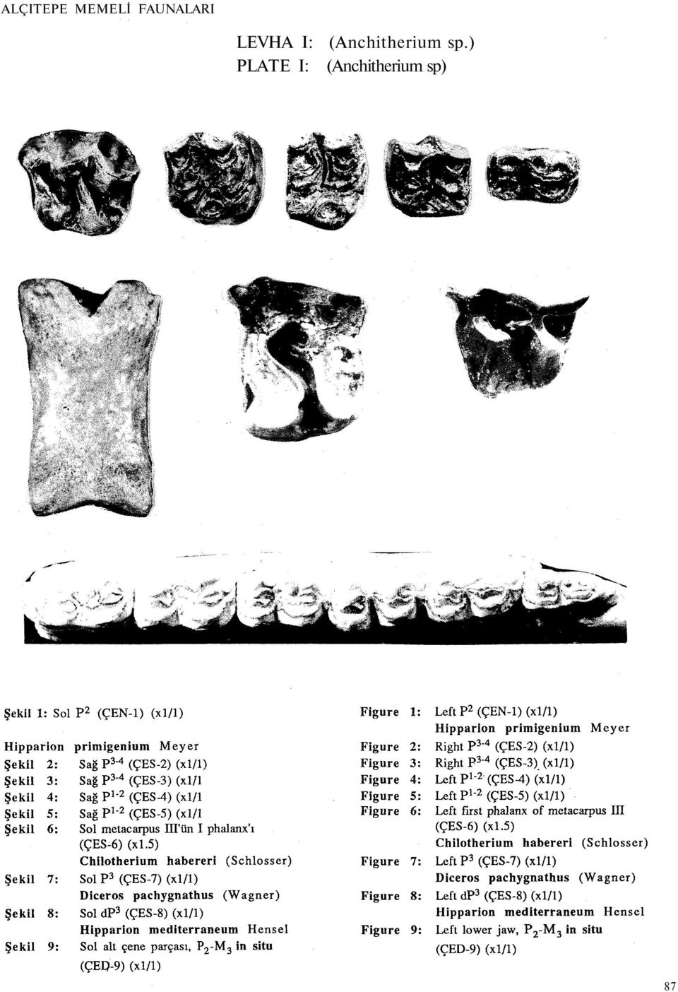 (Anchitherium sp.