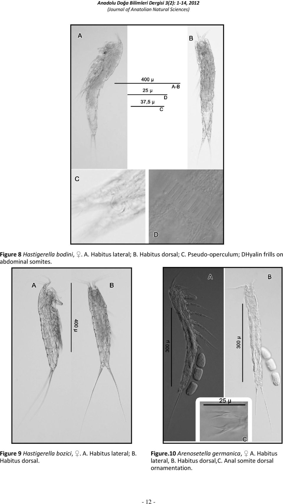 Figure 9 Hastigerella bozici,. A. Habitus lateral; B. Habitus dorsal. Figure.