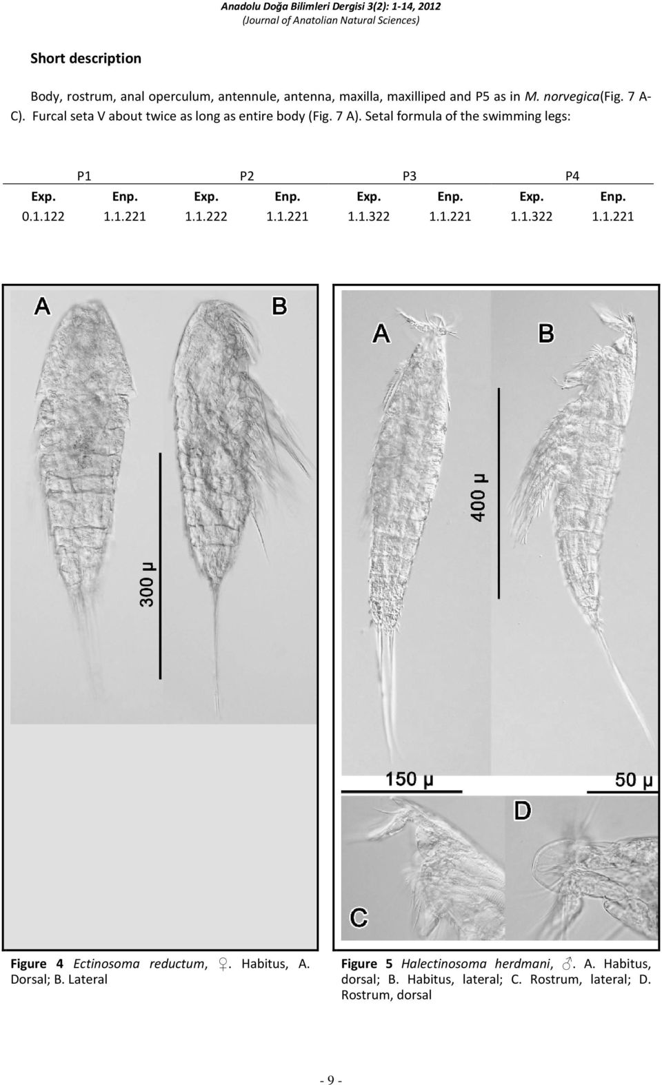 1.222 1.1.221 1.1.322 1.1.221 1.1.322 1.1.221 Figure 4 Ectinosoma reductum,. Habitus, A. Dorsal; B.