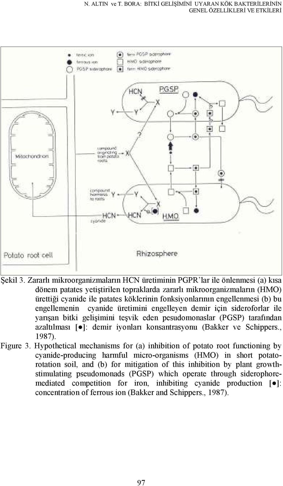 fonksiyonlarının engellenmesi (b) bu engellemenin cyanide üretimini engelleyen demir için sideroforlar ile yarışan bitki gelişimini teşvik eden pesudomonaslar (PGSP) tarafından azaltılması [ ]: demir