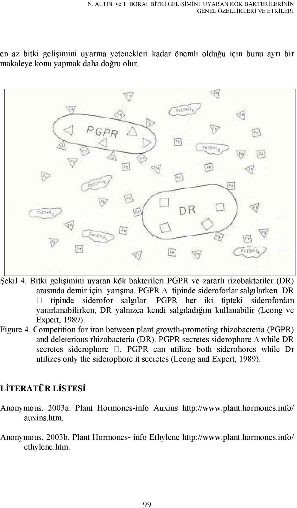 Şekil 4. Bitki gelişimini uyaran kök bakterileri PGPR ve zararlı rizobakteriler (DR) arasında demir için yarışma. PGPR tipinde sideroforlar salgılarken DR tipinde siderofor salgılar.