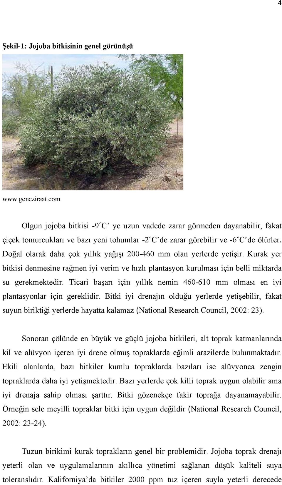 Doğal olarak daha çok yıllık yağışı 200-460 mm olan yerlerde yetişir. Kurak yer bitkisi denmesine rağmen iyi verim ve hızlı plantasyon kurulması için belli miktarda su gerekmektedir.