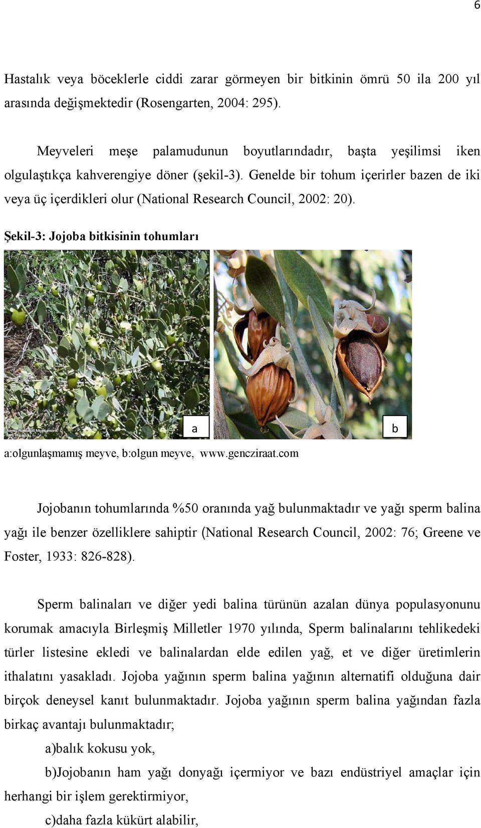 Genelde bir tohum içerirler bazen de iki veya üç içerdikleri olur (National Research Council, 2002: 20). Şekil-3: Jojoba bitkisinin tohumları a b a:olgunlaşmamış meyve, b:olgun meyve, www.gencziraat.