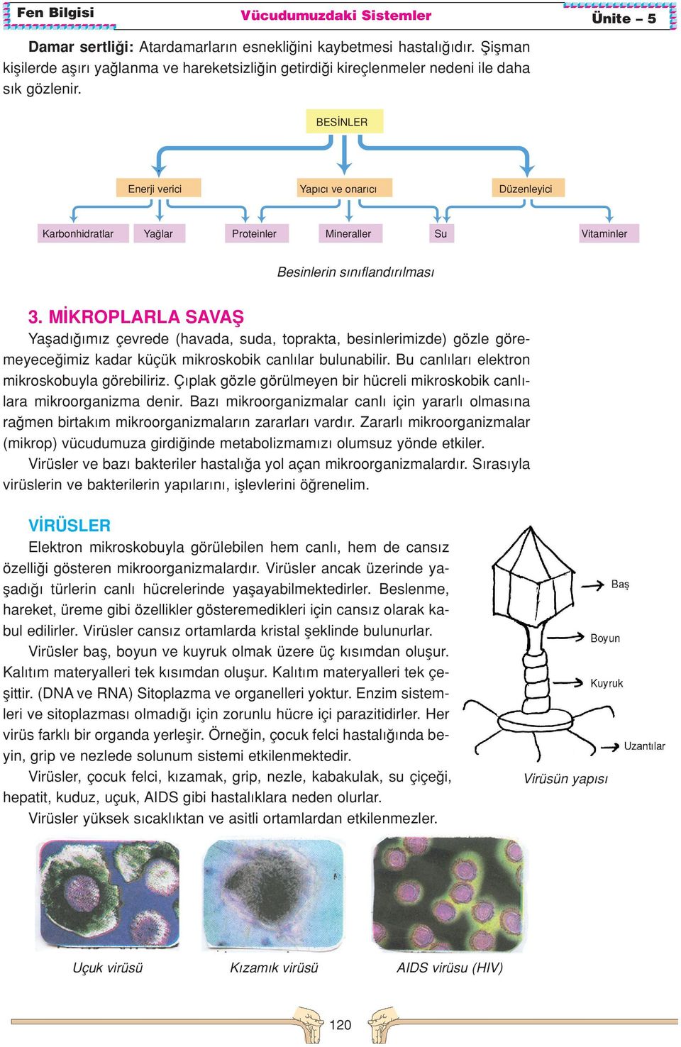 M KROPLARLA SAVAfi Yaflad m z çevrede (havada, suda, toprakta, besinlerimizde) gözle göremeyece imiz kadar küçük mikroskobik canl lar bulunabilir. Bu canl lar elektron mikroskobuyla görebiliriz.