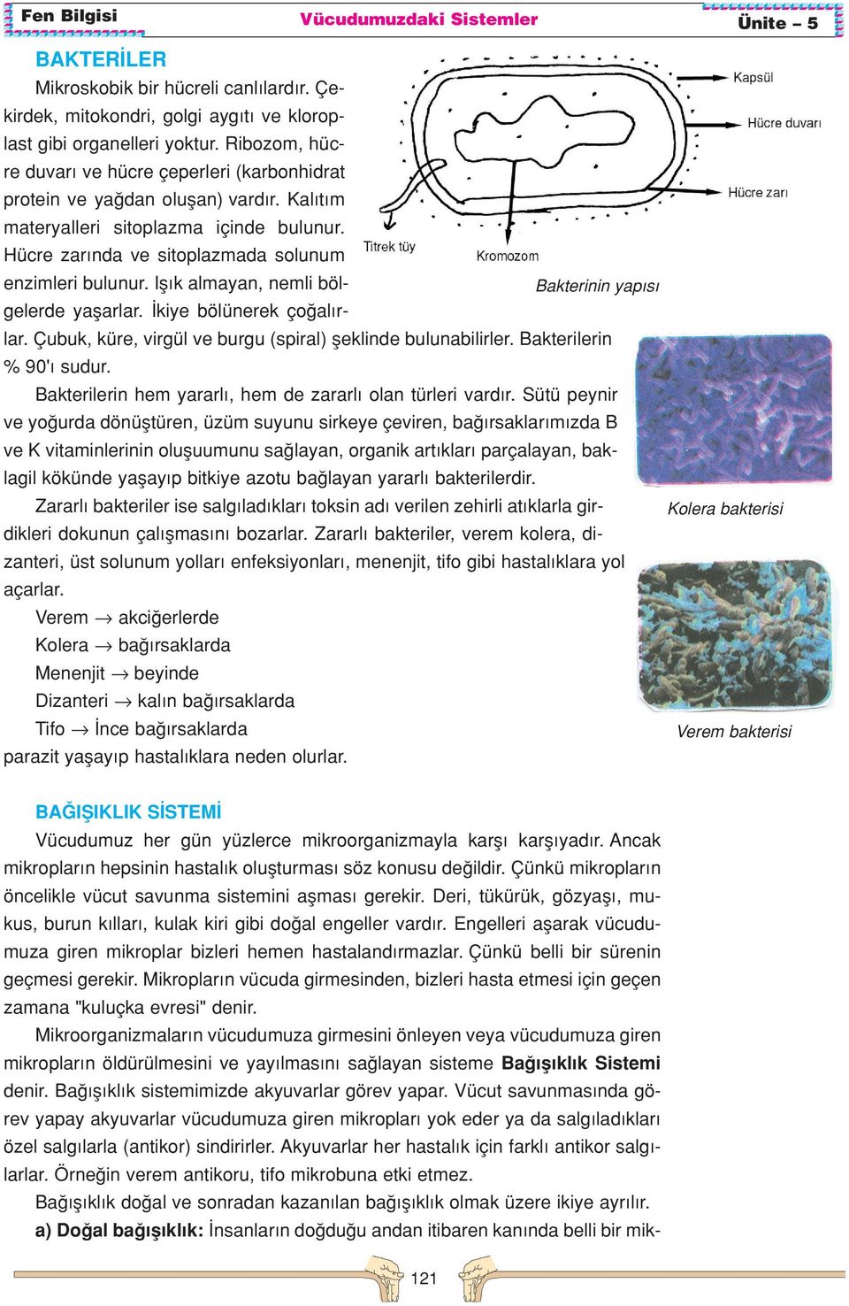 Ifl k almayan, nemli bölgelerde yaflarlar. kiye bölünerek ço al r- Bakterinin yap s lar. Çubuk, küre, virgül ve burgu (spiral) fleklinde bulunabilirler. Bakterilerin % 90' sudur.