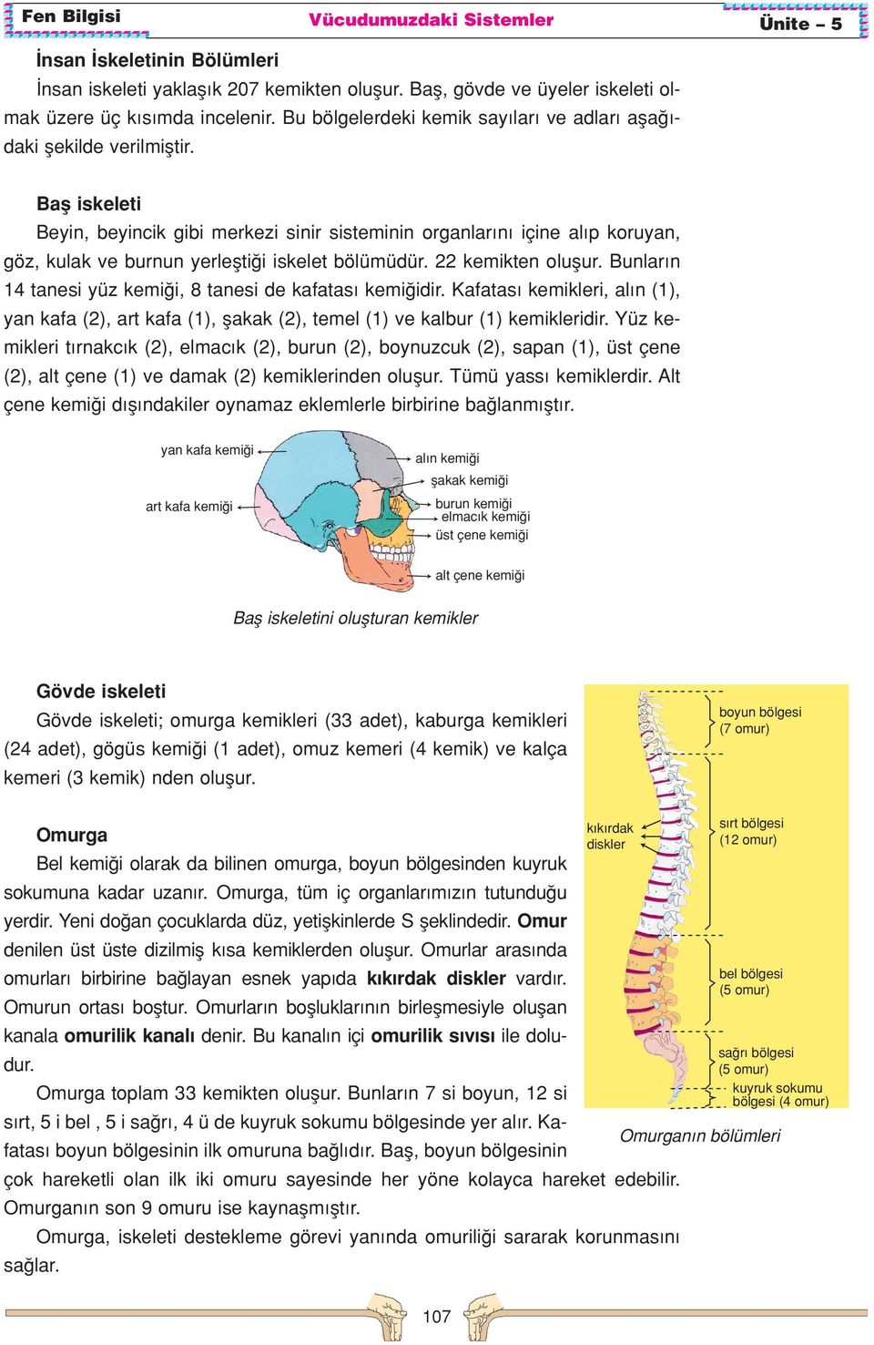 Bafl iskeleti Beyin, beyincik gibi merkezi sinir sisteminin organlar n içine al p koruyan, göz, kulak ve burnun yerleflti i iskelet bölümüdür. 22 kemikten oluflur.