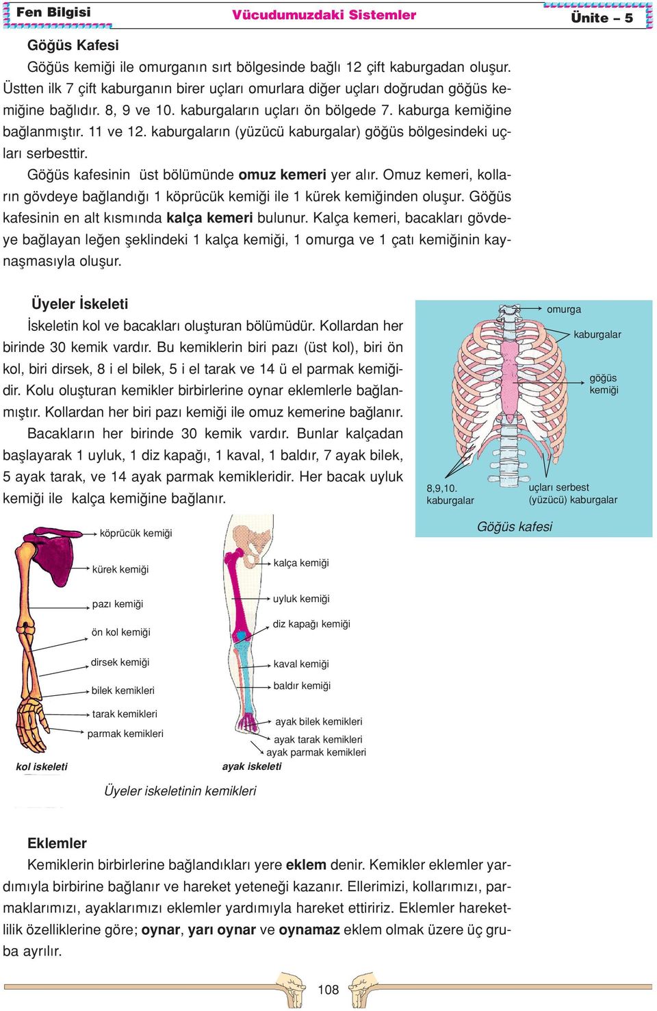 Omuz kemeri, kollar n gövdeye ba land 1 köprücük kemi i ile 1 kürek kemi inden oluflur. Gö üs kafesinin en alt k sm nda kalça kemeri bulunur.