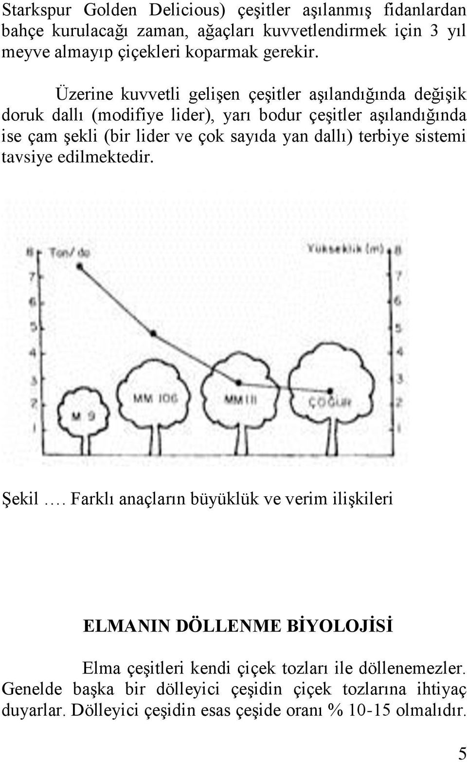 Üzerine kuvvetli gelişen çeşitler aşılandığında değişik doruk dallı (modifiye lider), yarı bodur çeşitler aşılandığında ise çam şekli (bir lider ve çok