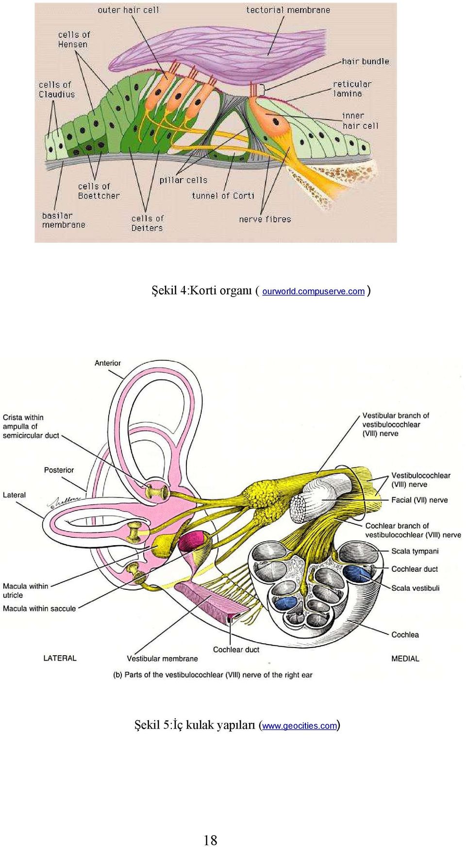 com ) Şekil 5:İç kulak