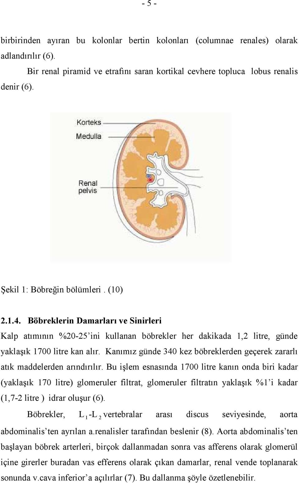 Kanımız günde 340 kez böbreklerden geçerek zararlı atık maddelerden arındırılır.