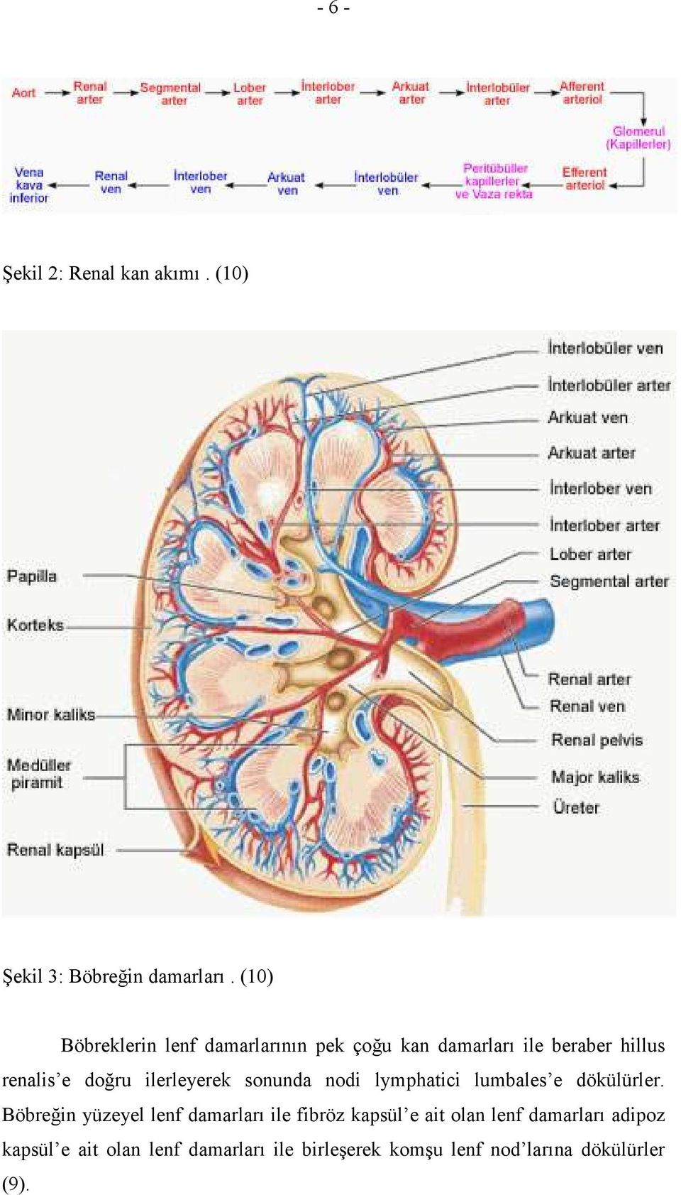 ilerleyerek sonunda nodi lymphatici lumbales e dökülürler.