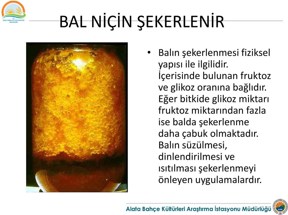 Eğer bitkide glikoz miktarı fruktoz miktarından fazla ise balda şekerlenme