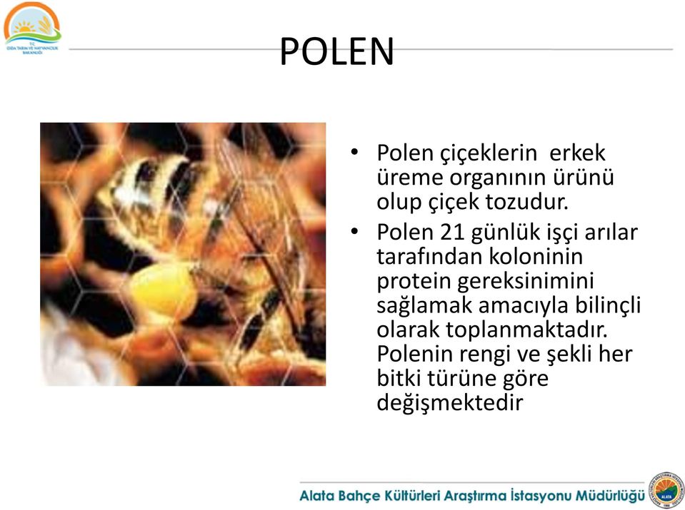 Polen 21 günlük işçi arılar tarafından koloninin protein