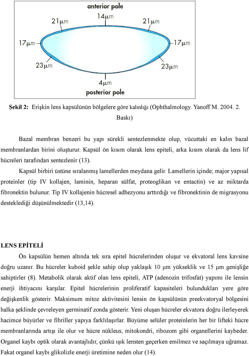 Lamellerin içinde; major yapısal proteinler (tip IV kollajen, laminin, heparan sülfat, proteoglikan ve entactin) ve az miktarda fibronektin bulunur.