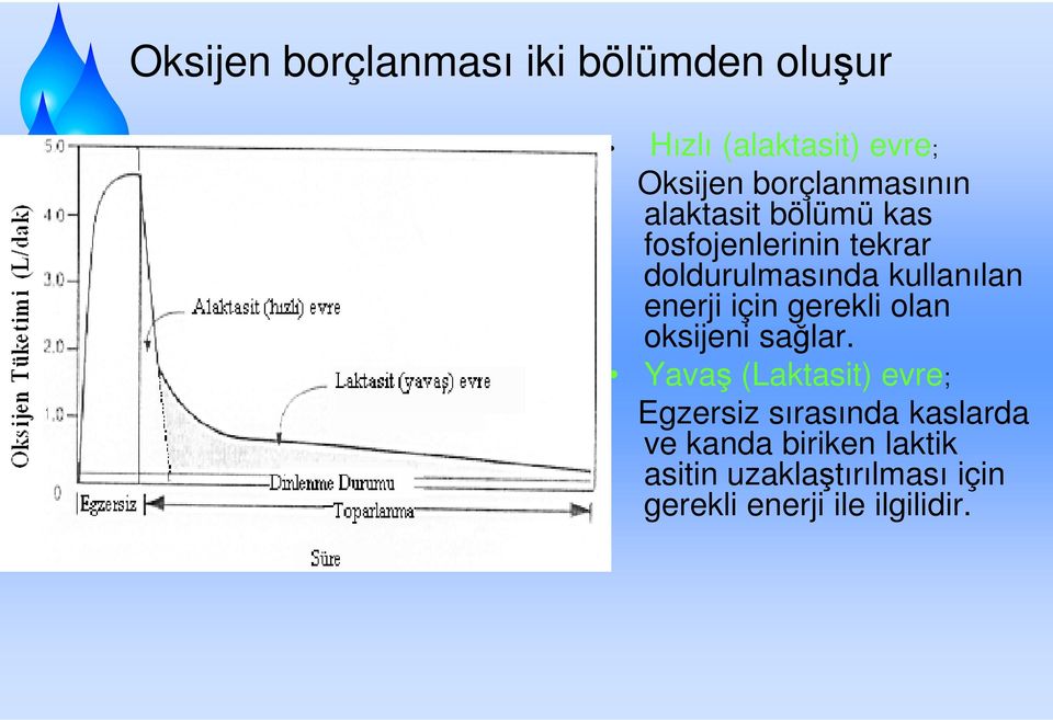 kullanılan enerji için gerekli olan oksijeni sağlar.