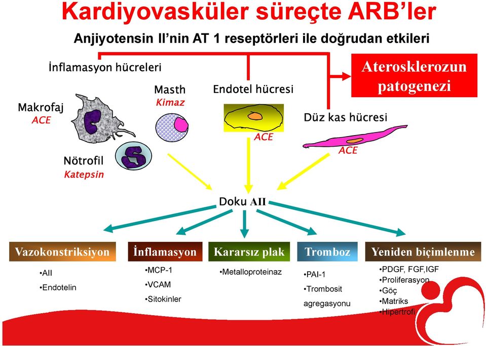 Aterosklerozun patogenezi Vazokonstriksiyon İnflamasyon Kararsız plak Tromboz Yeniden biçimlenme AII