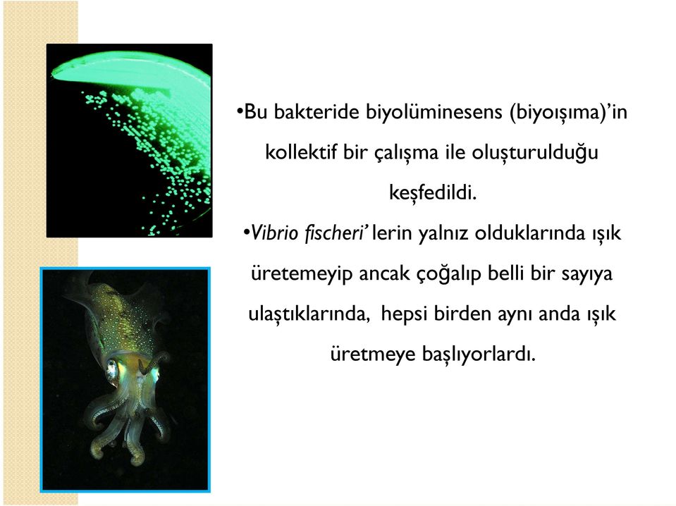 Vibrio fischeri lerin yalnız olduklarında ıșık üretemeyip