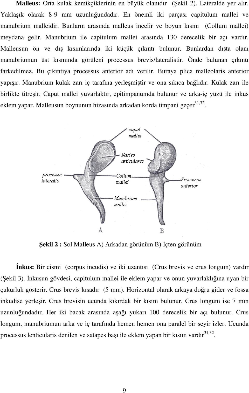 Malleusun ön ve dı kısımlarında iki küçük çıkıntı bulunur. Bunlardan dıta olanı manubriumun üst kısmında görüleni processus brevis/lateralistir. Önde bulunan çıkıntı farkedilmez.