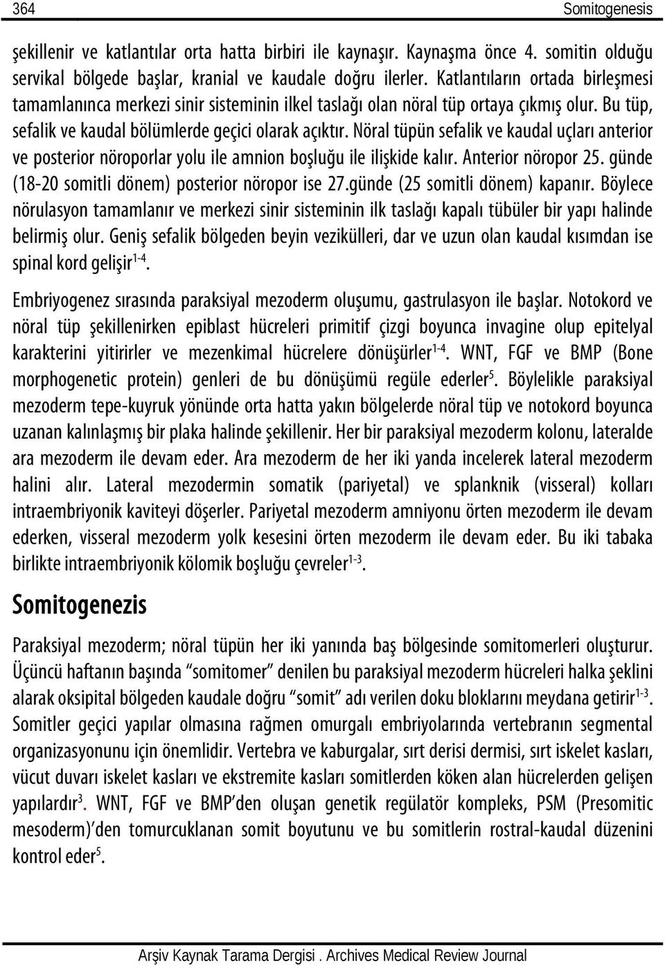 Nöral tüpün sefalik ve kaudal uçları anterior ve posterior nöroporlar yolu ile amnion boşluğu ile ilişkide kalır. Anterior nöropor 25. günde (18-20 somitli dönem) posterior nöropor ise 27.