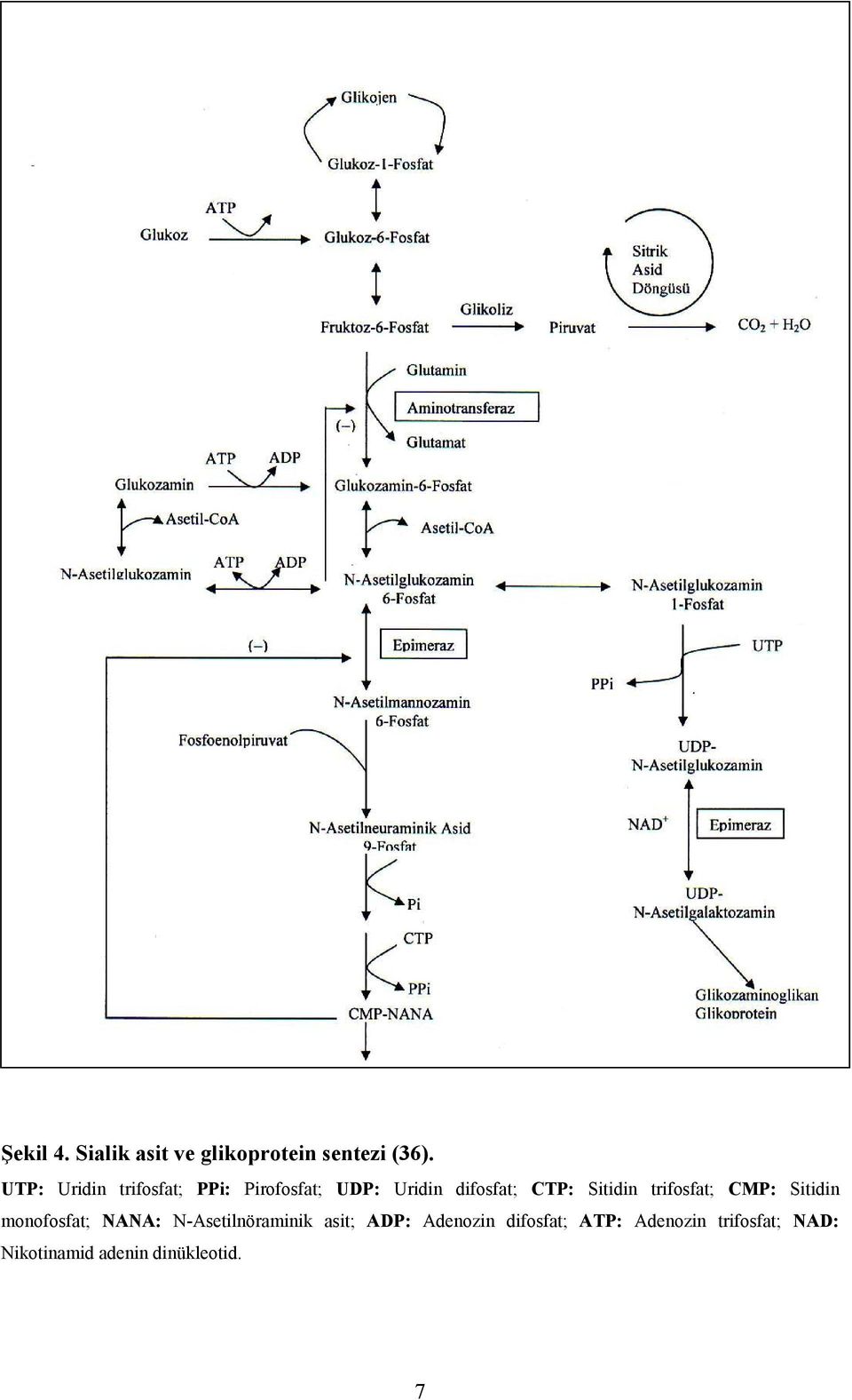 Sitidin trifosfat; CMP: Sitidin monofosfat; NANA: N-Asetilnöraminik