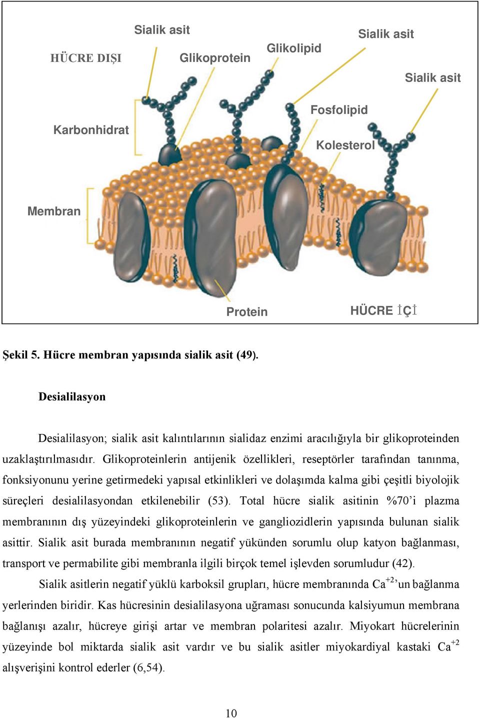 Glikoproteinlerin antijenik özellikleri, reseptörler tarafından tanınma, fonksiyonunu yerine getirmedeki yapısal etkinlikleri ve dolaşımda kalma gibi çeşitli biyolojik süreçleri desialilasyondan