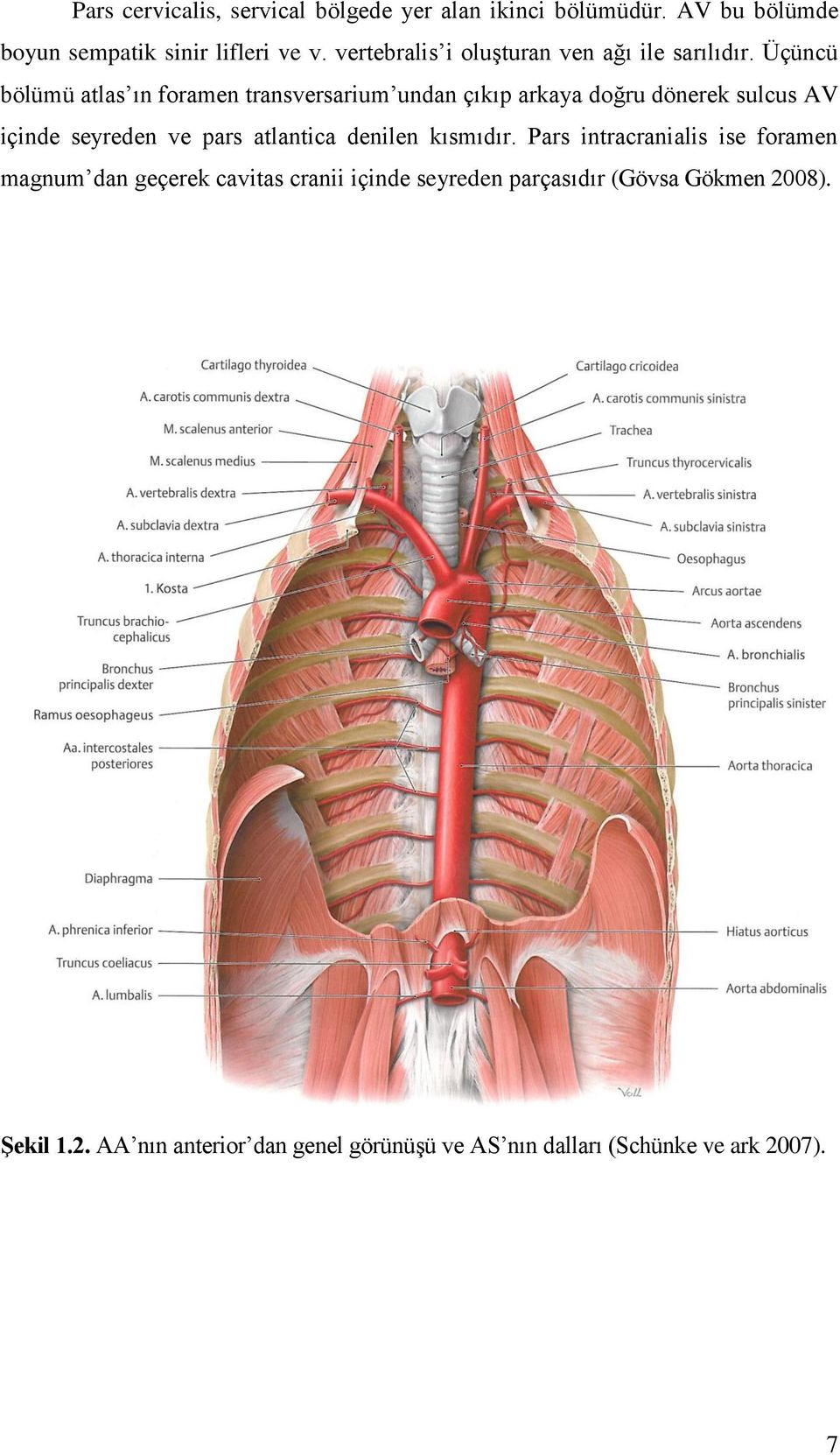 Üçüncü bölümü atlas ın foramen transversarium undan çıkıp arkaya doğru dönerek sulcus AV içinde seyreden ve pars atlantica