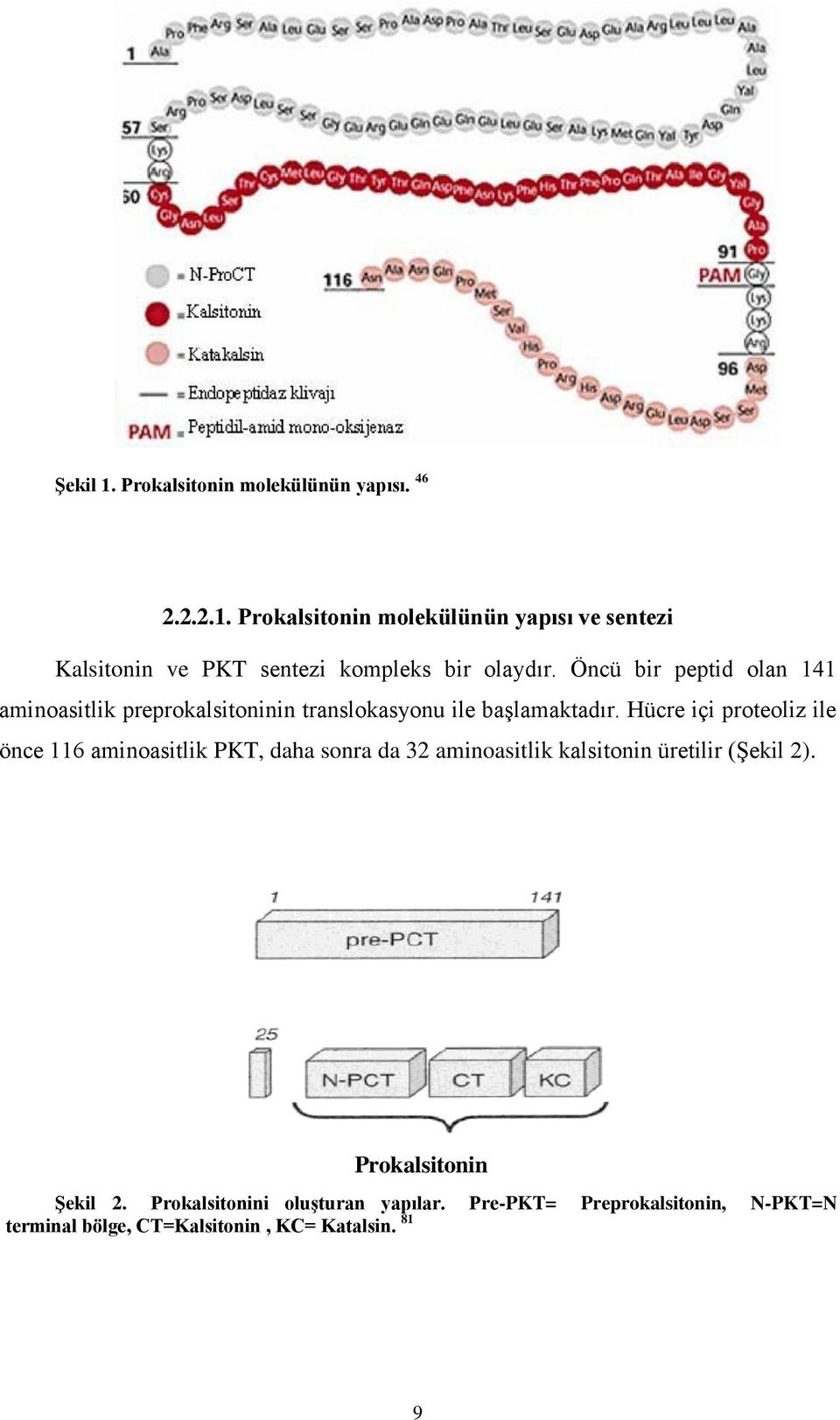 Hücre içi proteoliz ile önce 116 aminoasitlik PKT, daha sonra da 32 aminoasitlik kalsitonin üretilir (Şekil 2).