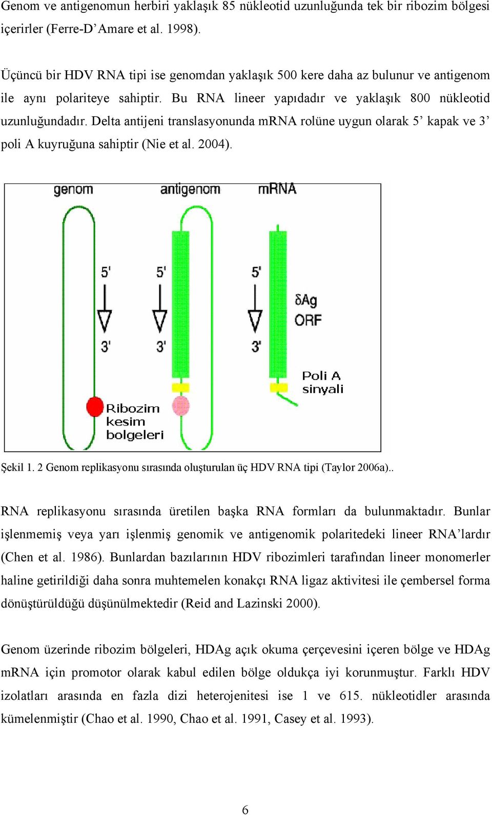 Delta antijeni translasyonunda mrna rolüne uygun olarak 5 kapak ve 3 poli A kuyruğuna sahiptir (Nie et al. 2004). Şekil 1. 2 Genom replikasyonu sırasında oluşturulan üç HDV RNA tipi (Taylor 2006a).