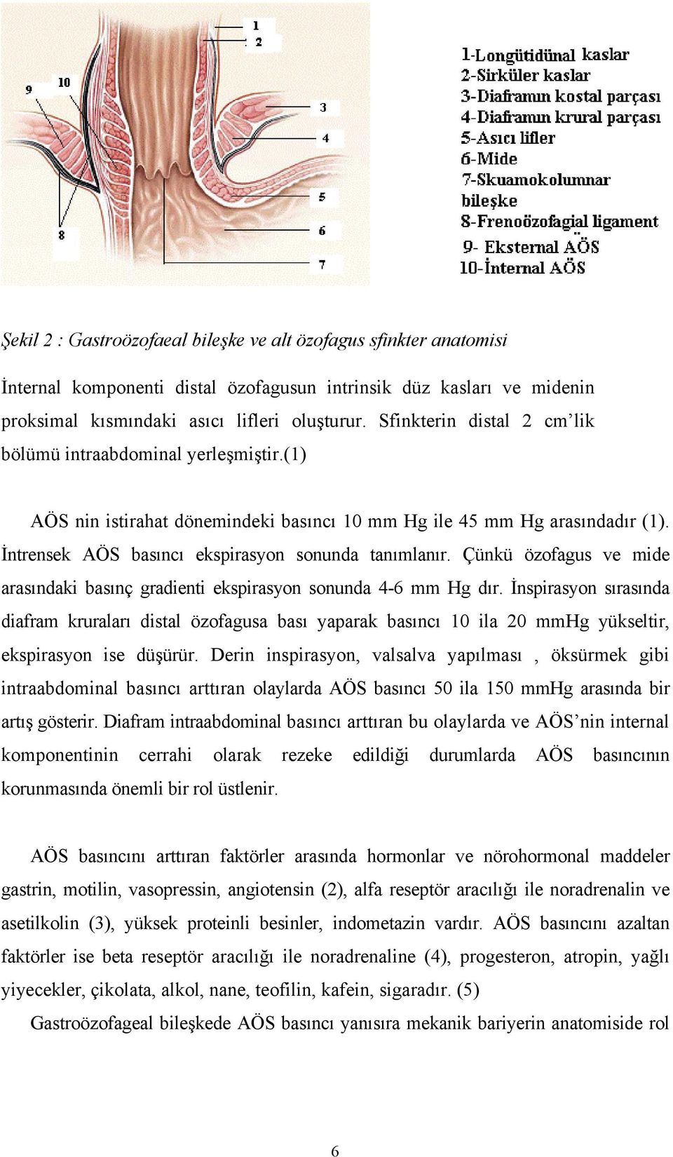 Çünkü özofagus ve mide arasındaki basınç gradienti ekspirasyon sonunda 4-6 mm Hg dır.