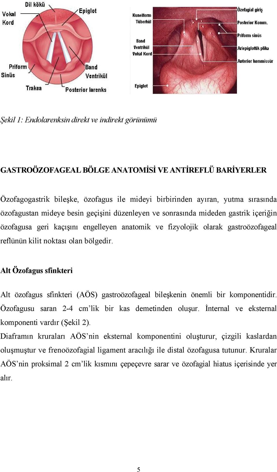 Alt Özofagus sfinkteri Alt özofagus sfinkteri (AÖS) gastroözofageal bileşkenin önemli bir komponentidir. Özofagusu saran 2-4 cm lik bir kas demetinden oluşur.