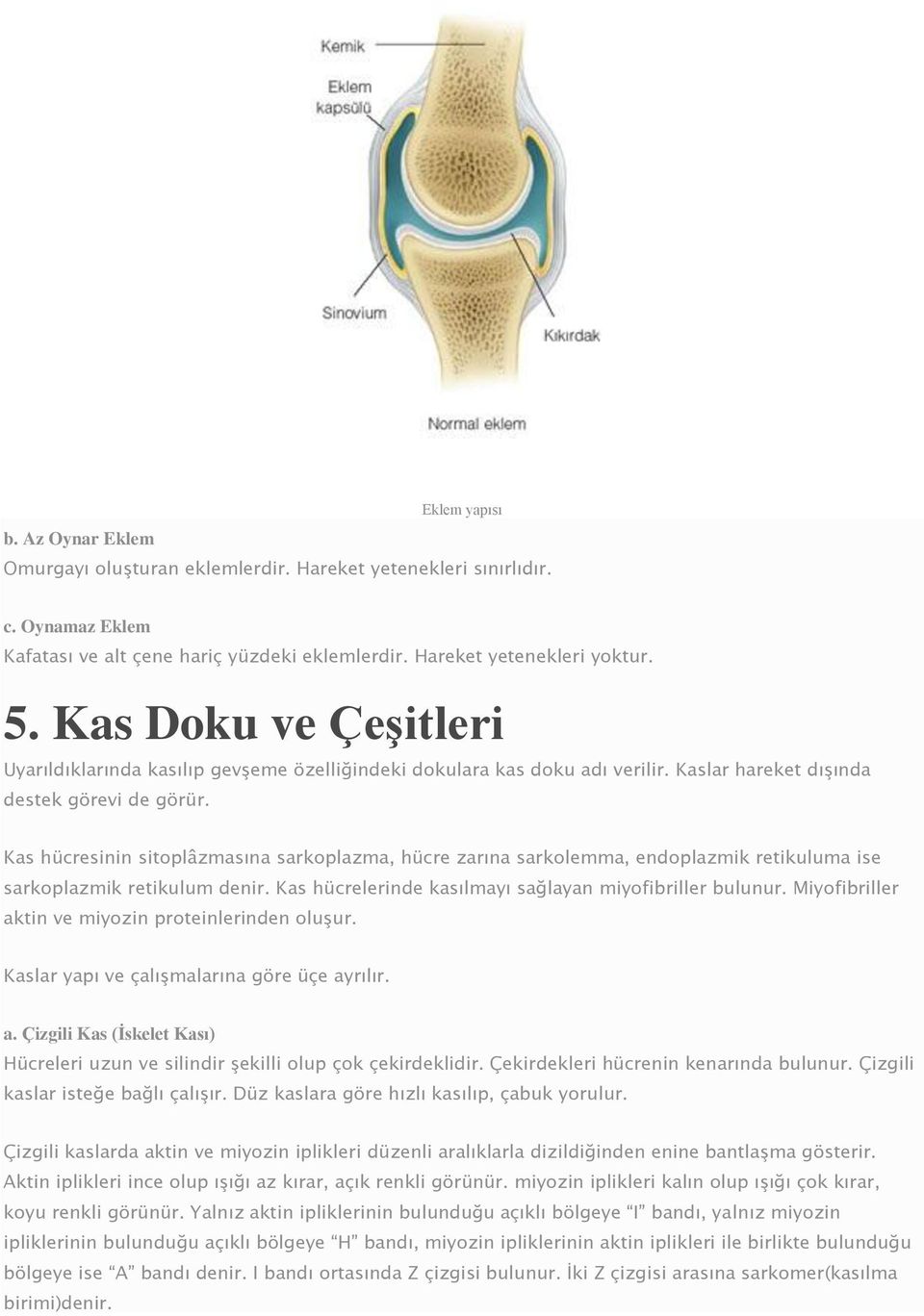 Kas hücresinin sitoplâzmasına sarkoplazma, hücre zarına sarkolemma, endoplazmik retikuluma ise sarkoplazmik retikulum denir. Kas hücrelerinde kasılmayı sağlayan miyofibriller bulunur.