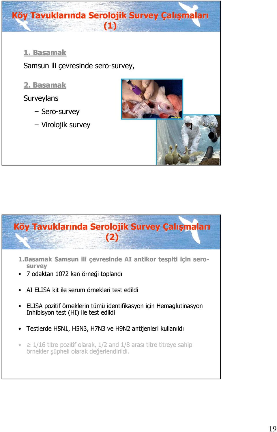 Basamak Samsun ili çevresinde AI antikor tespiti iç için sero serosurvey 7 odaktan 1072 kan örneğ rneği toplandı toplandı AI ELISA kit ile serum örnekleri test edildi ELISA poz pozitif itif