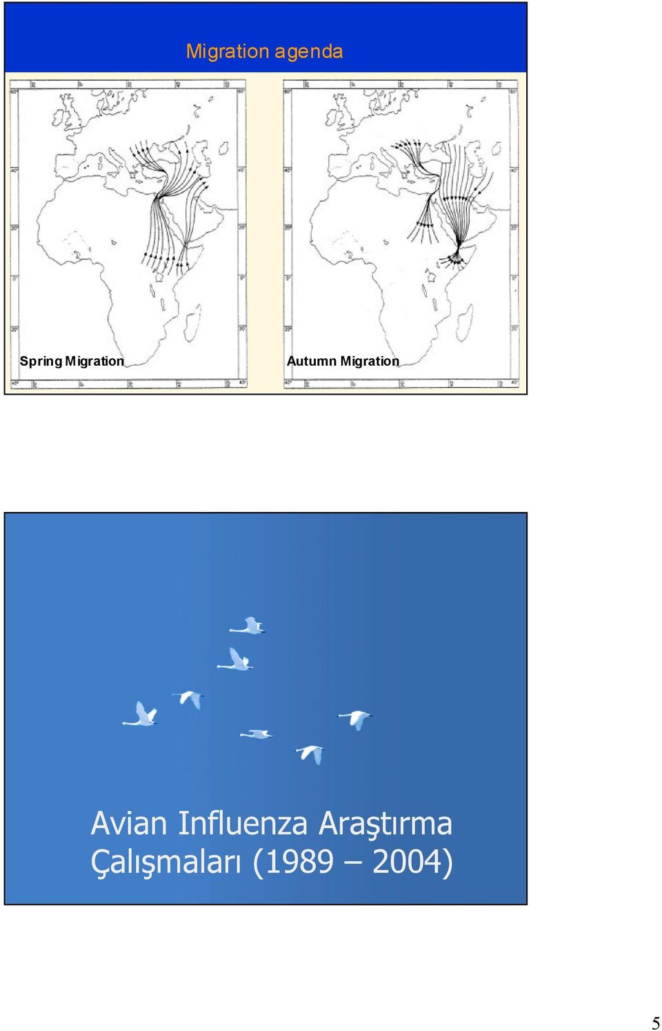 Migration Avian Influenza