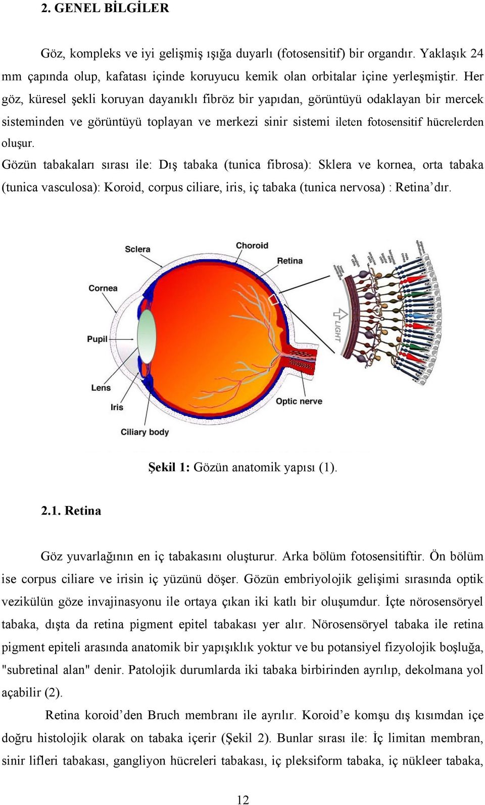 Gözün tabakaları sırası ile: Dış tabaka (tunica fibrosa): Sklera ve kornea, orta tabaka (tunica vasculosa): Koroid, corpus ciliare, iris, iç tabaka (tunica nervosa) : Retina dır.